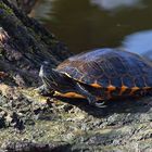 Schildkröte am Max-Eyth-See