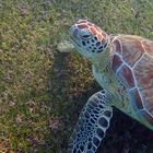 Schildkröte am Meeresboden