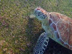 Schildkröte am Meeresboden