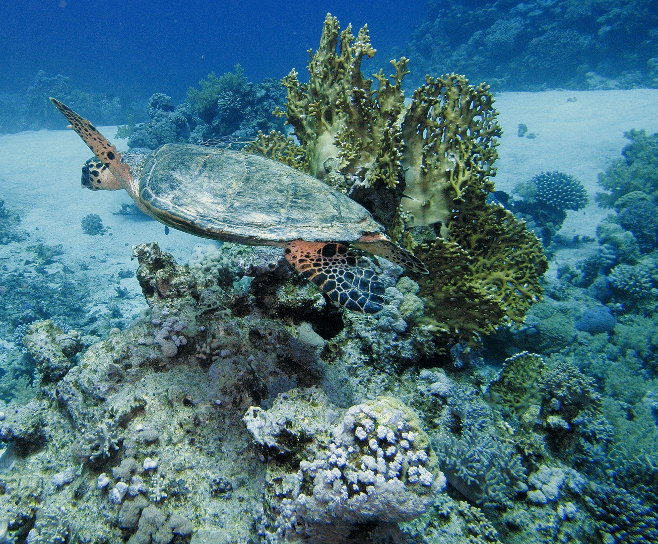 Schildkröte am Middle Reef