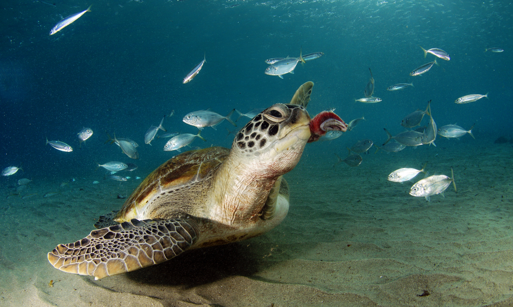 Schildkröte am Playa Grande