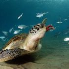 Schildkröte am Playa Grande