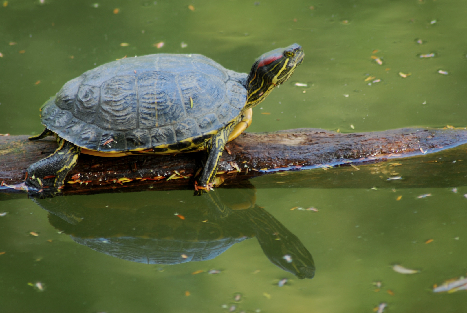 Schildkröte am Stiel