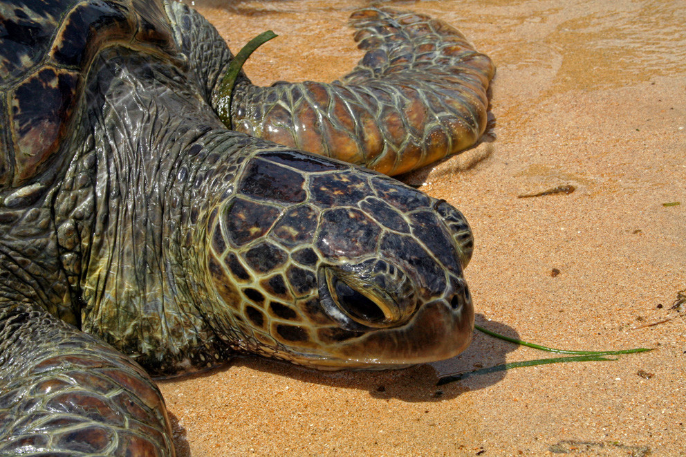 Schildkröte am Strand