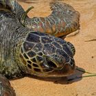 Schildkröte am Strand