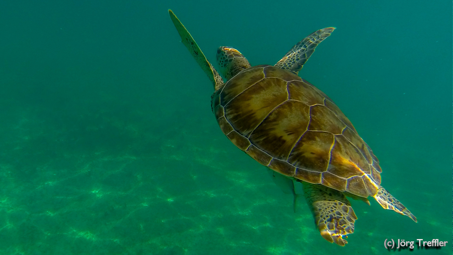 Schildkröte am Strand von Akumal (Mexico)