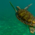 Schildkröte am Strand von Akumal (Mexico)