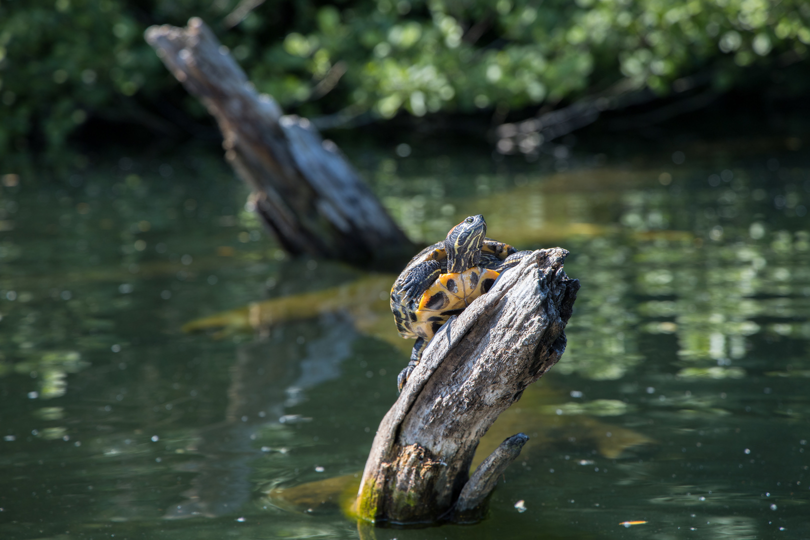 Schildkröte am Wambachsee