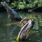 Schildkröte am Wambachsee