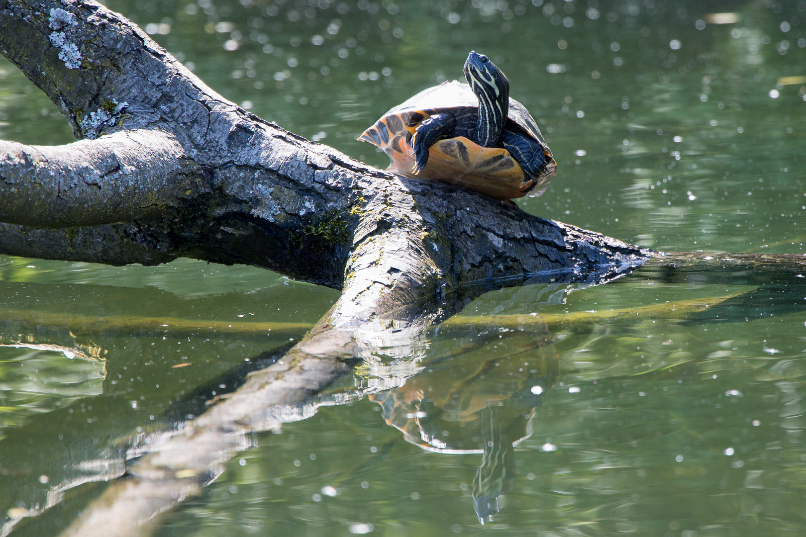 Schildkröte am Wambachsee II