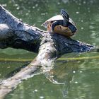 Schildkröte am Wambachsee II