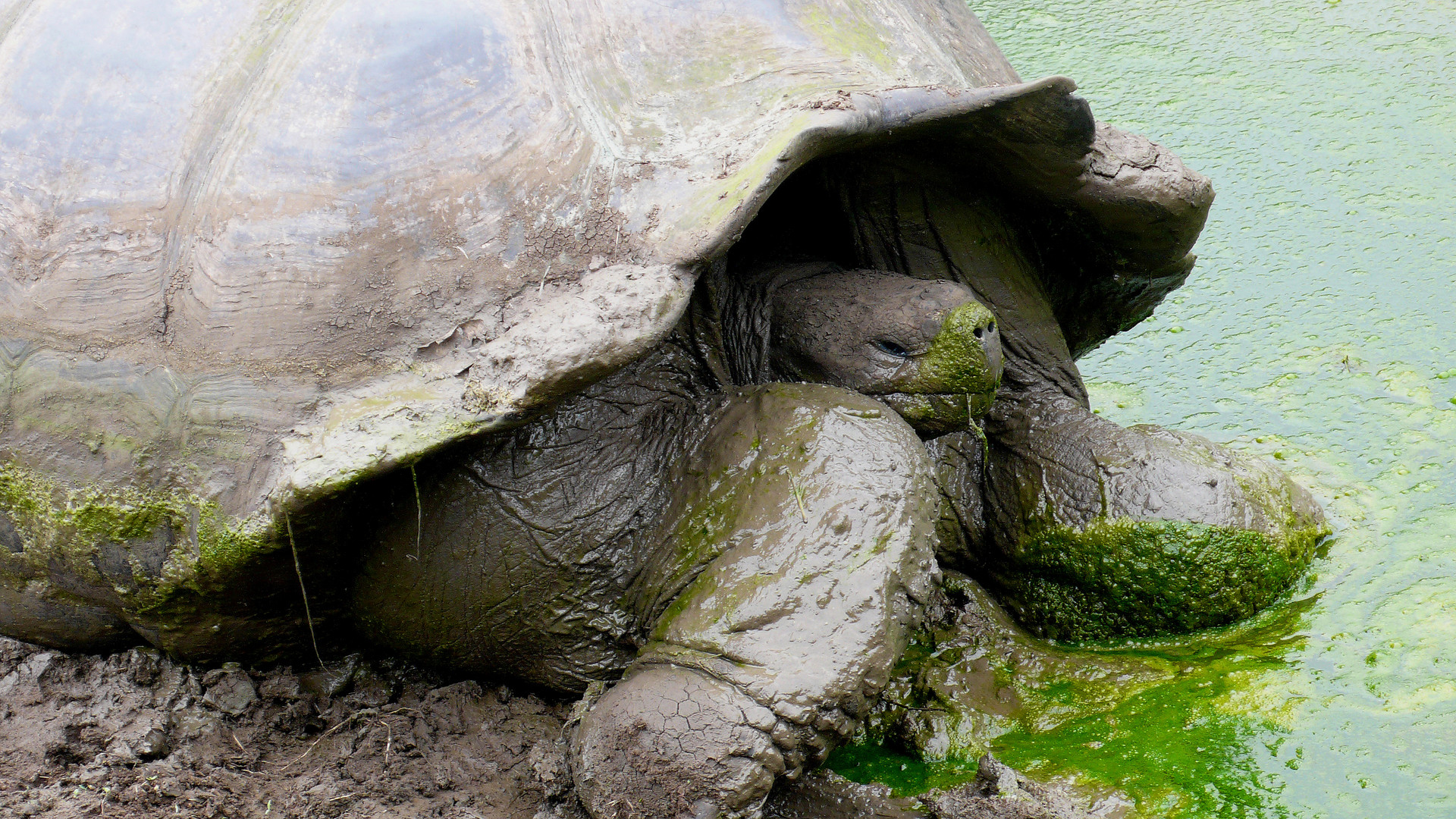 Schildkröte am Wasser