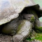 Schildkröte am Wasser