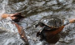 Schildkröte am Wassfall in der Biosphäre Potsdam