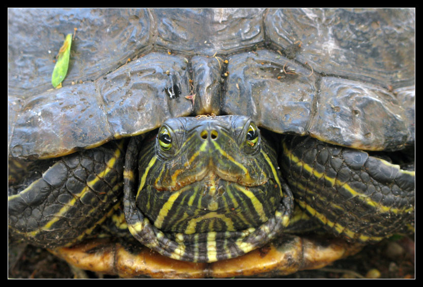 Schildkröte am Wegesrand