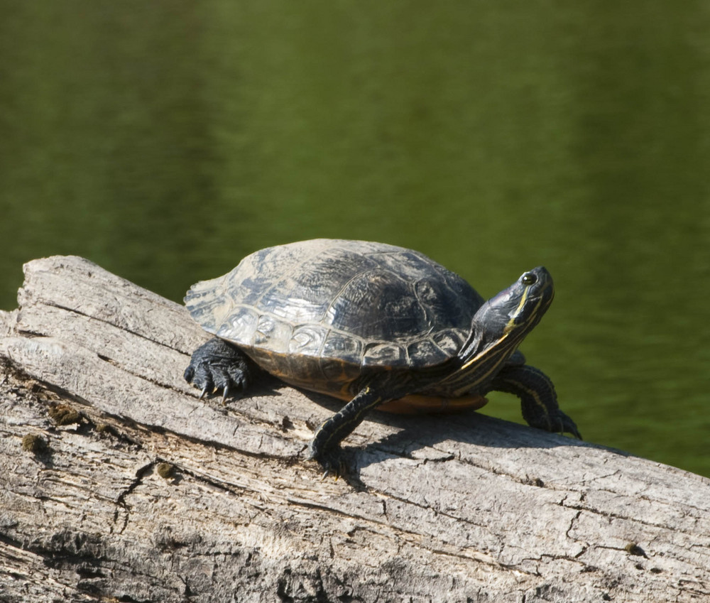 Schildkröte an der Elbe