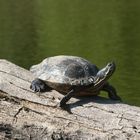 Schildkröte an der Elbe