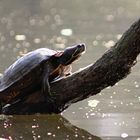 Schildkröte (an der Wandse in HH)