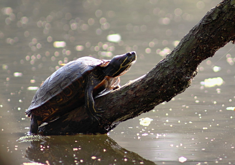 Schildkröte (an der Wandse in HH)