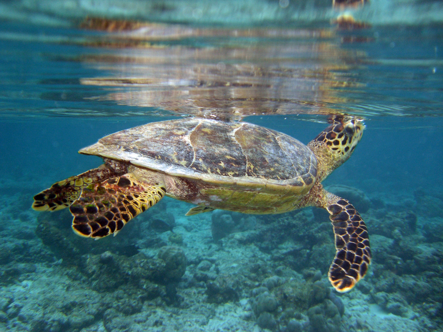 Schildkröte an der Wasseroberfläche