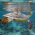 Schildkröte an der Wasseroberfläche
