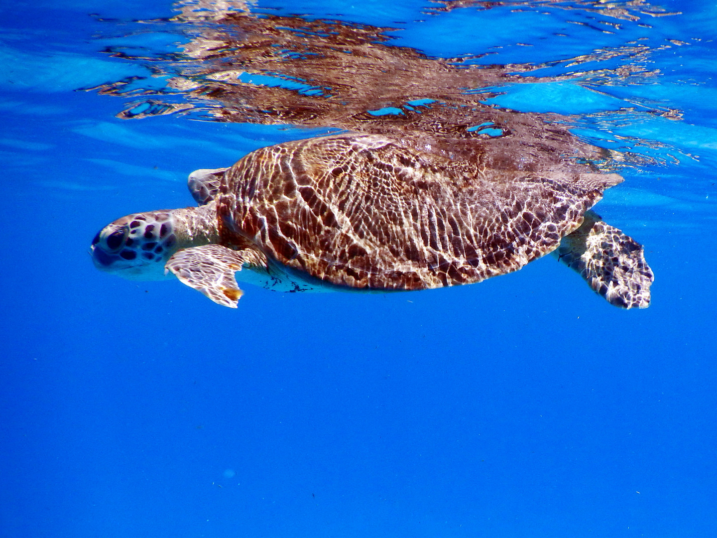 Schildkröte auf Barbados