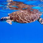 Schildkröte auf Barbados