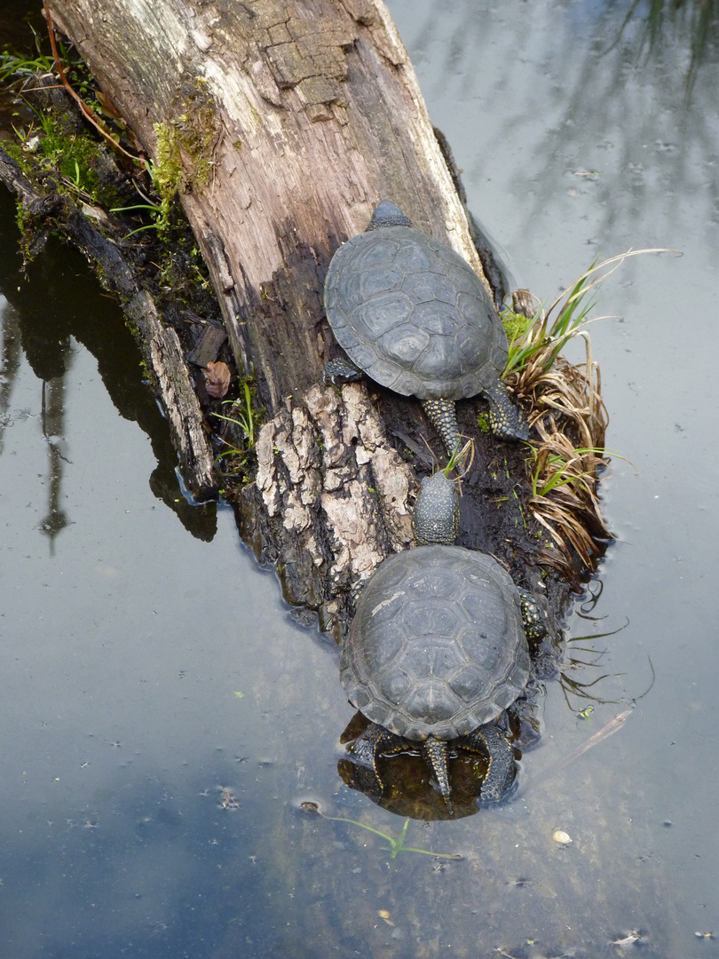 Schildkröte auf Baumstamm