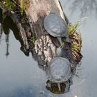 Schildkröte auf Baumstamm