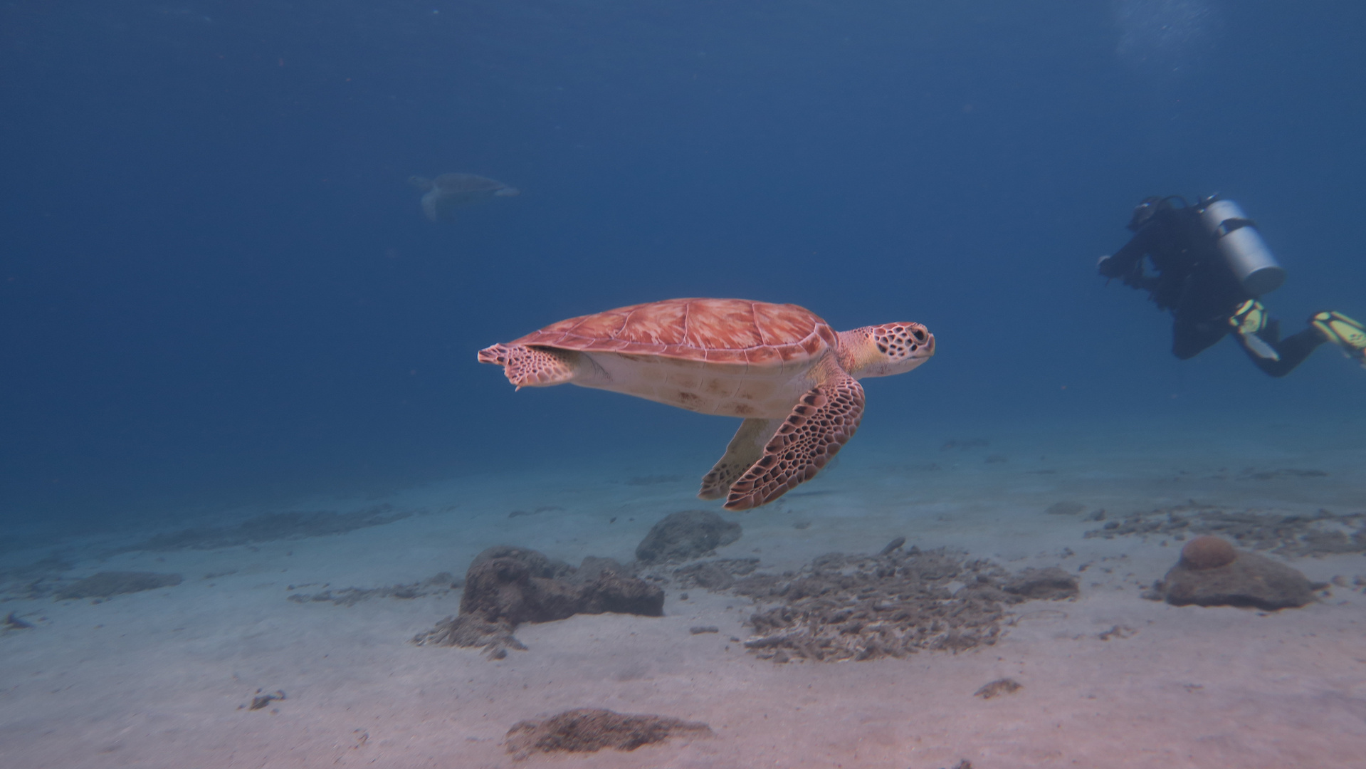 Schildkröte auf Curaçao