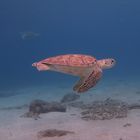 Schildkröte auf Curaçao