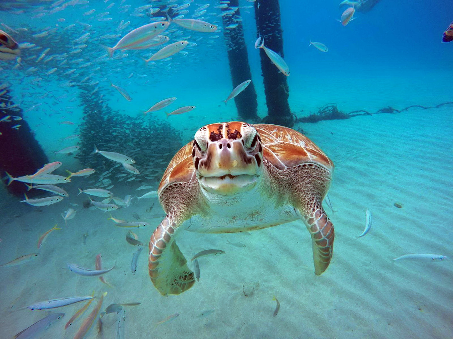 Schildkröte auf Curacao