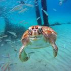 Schildkröte auf Curacao