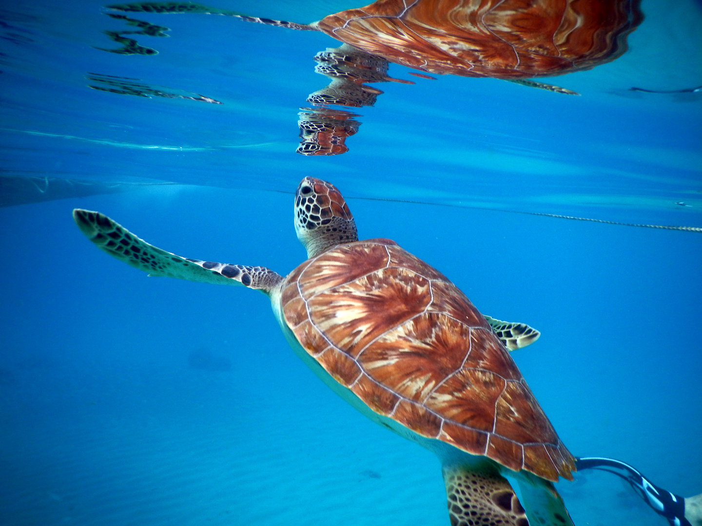 Schildkröte auf Curacao