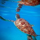 Schildkröte auf Curacao