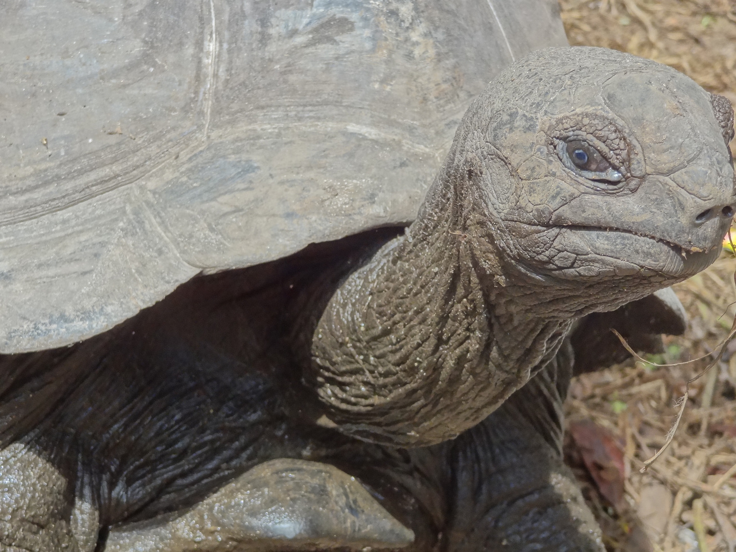 Schildkröte auf den Seychellen