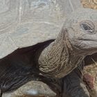 Schildkröte auf den Seychellen