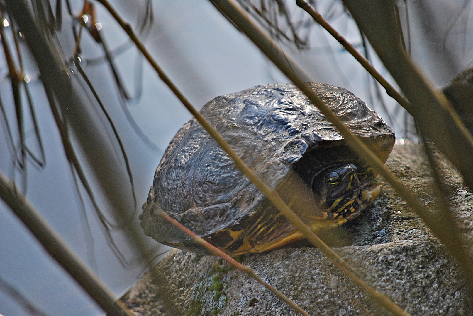 Schildkröte auf der Insel Föhr...