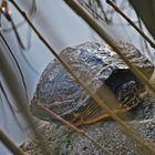 Schildkröte auf der Insel Föhr...