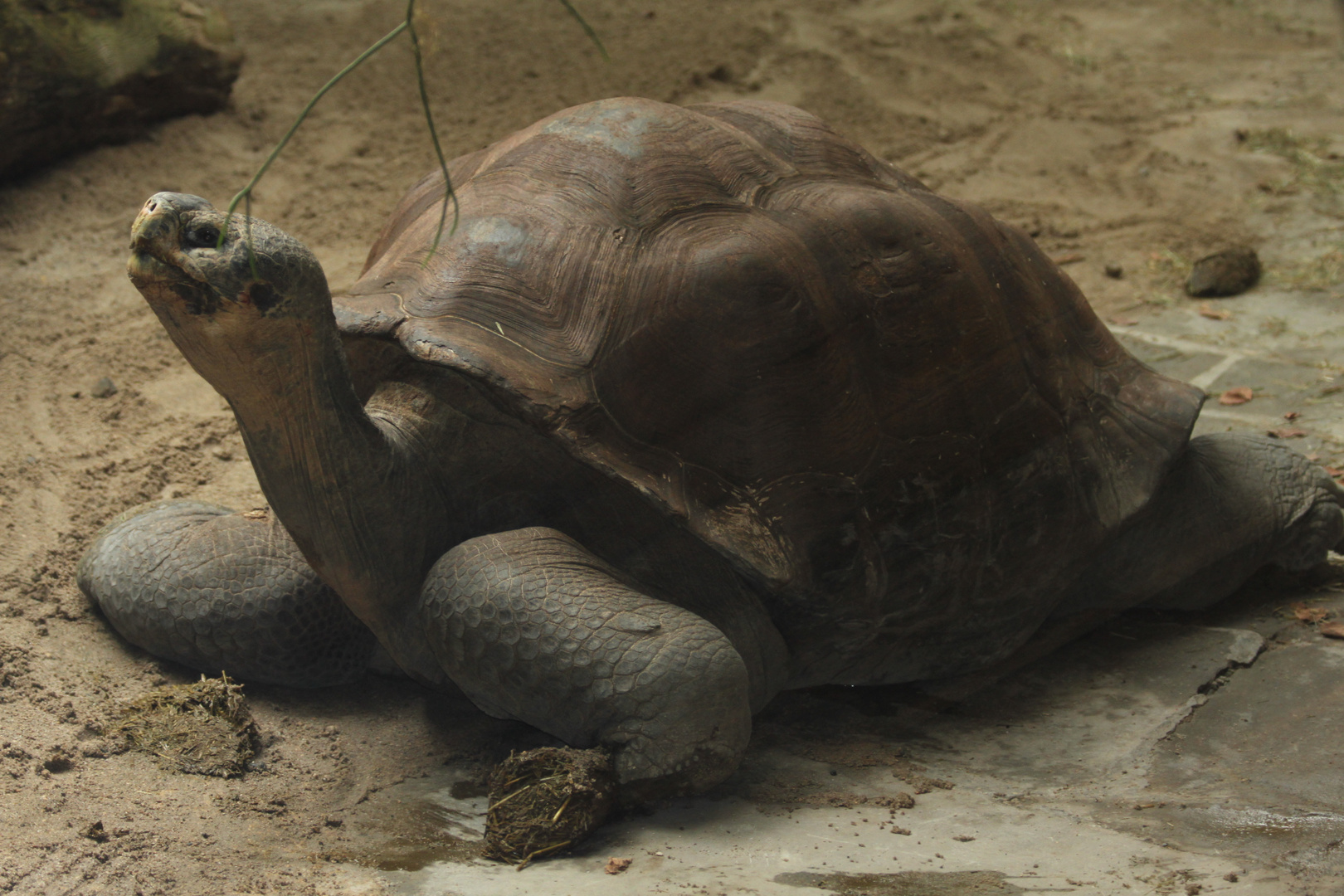 Schildkröte auf der Lauer