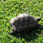 Schildkröte auf der Liegewiese