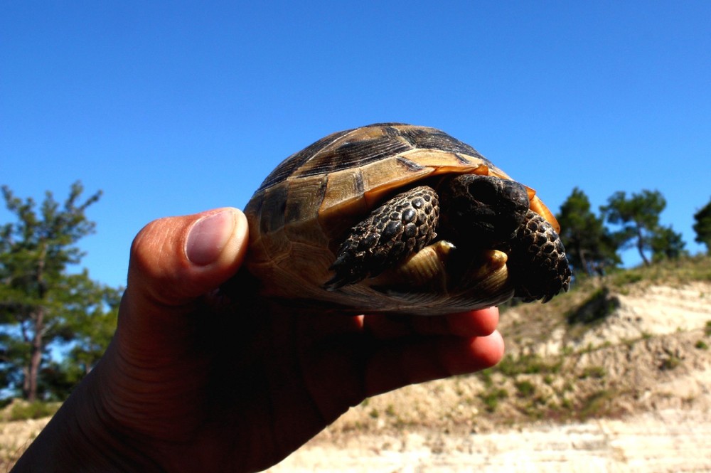 Schildkröte auf der Straße gerettet