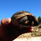 Schildkröte auf der Straße gerettet