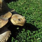 Schildkröte auf der Wiese