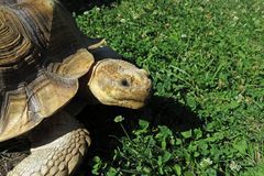 Schildkröte auf der Wiese