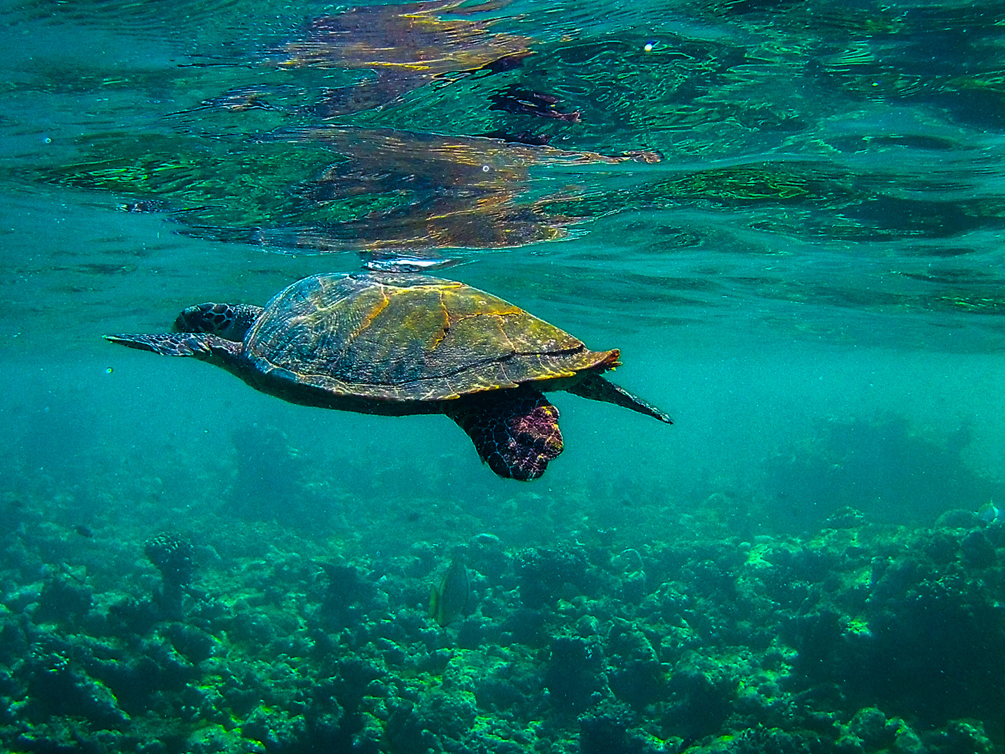 Schildkröte auf "Durchreise"