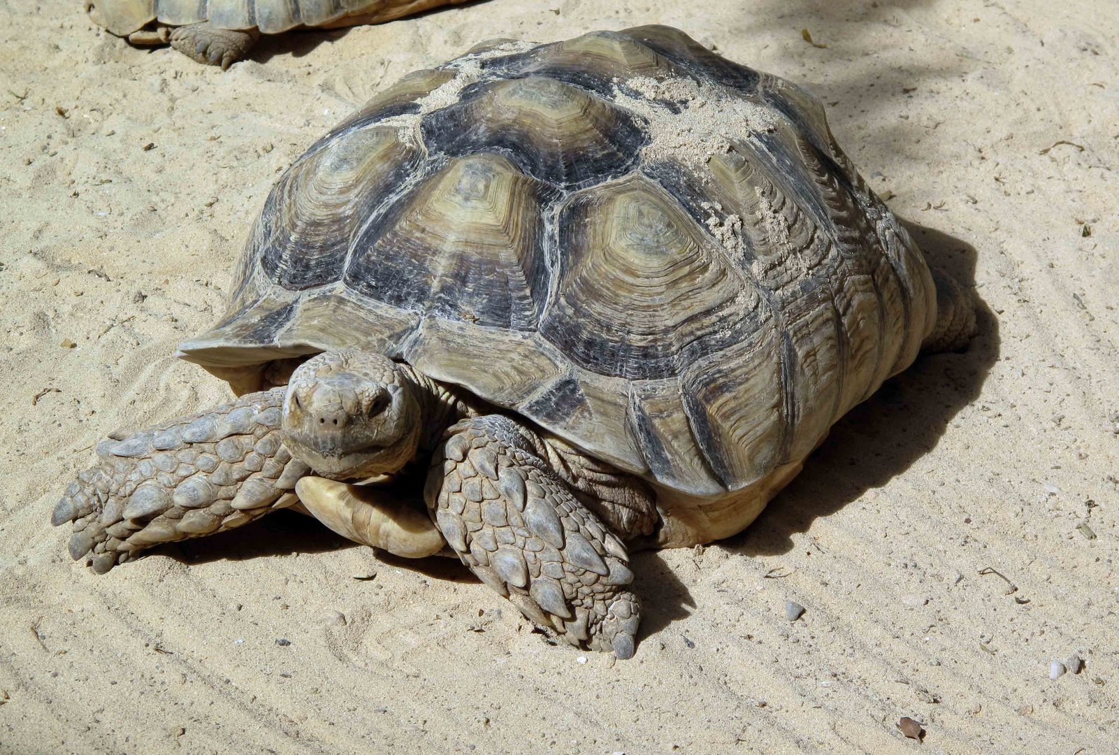 Schildkröte auf Fuerteventura