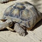 Schildkröte auf Fuerteventura