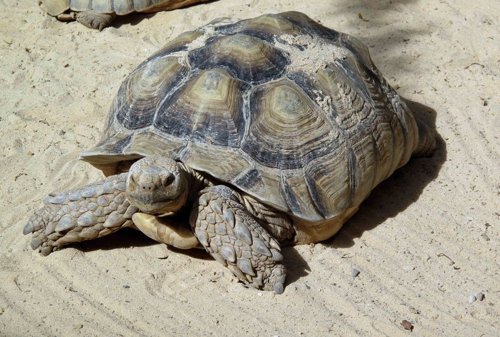 Schildkröte auf Fuerteventura