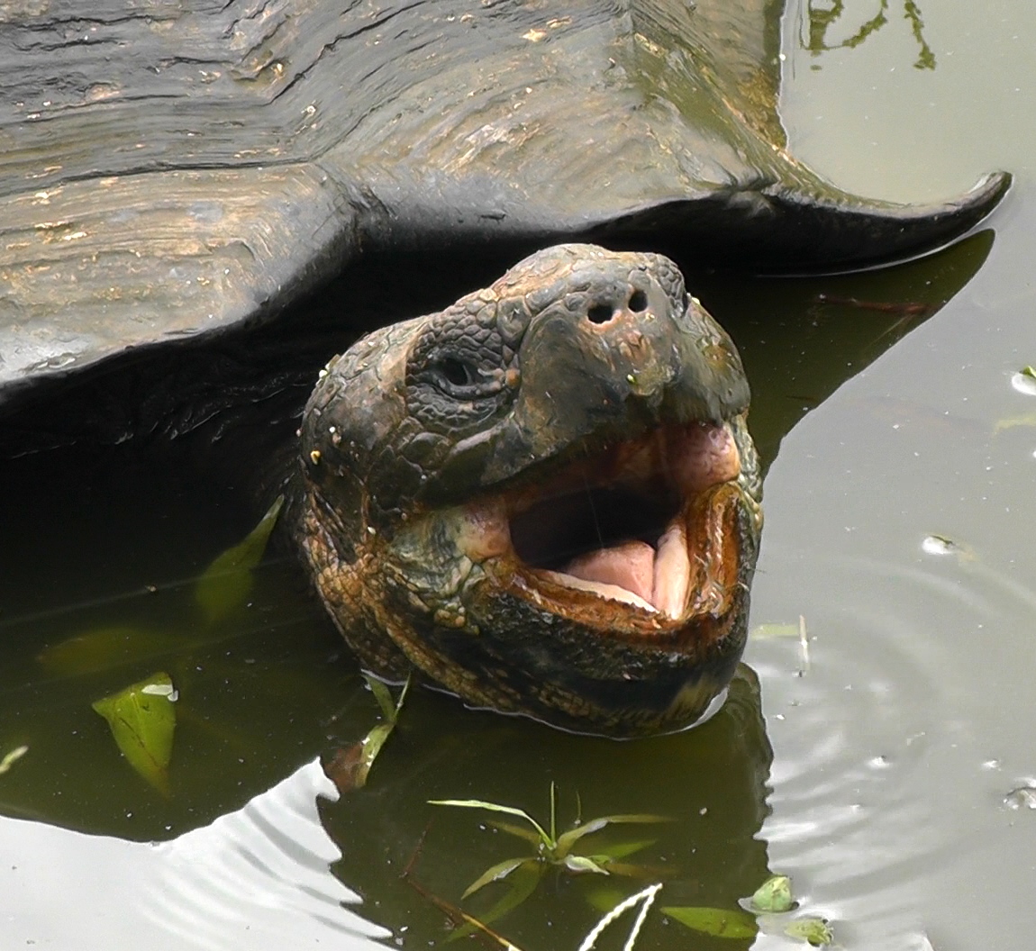 Schildkröte auf Galapagos